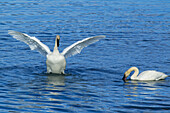 'Trumpeter swans (cygnus buccinator) feeding at marsh lake during spring migration;Yukon canada'