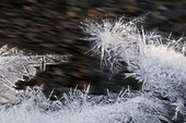'Detail of ice crystals as they melt along the shoreline of a stream;Juneau alaska united states of america'
