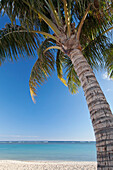 'A palm tree on the beach with a view of the ocean;Honolulu hawaii united states of america'