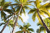 'View up to the blue sky and palm fronds;Honolulu hawaii united states of america'