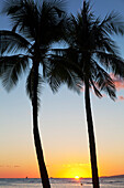 'Silhouette of palm trees and the sun setting over the pacific ocean;Oahu hawaii united states of america'