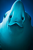 'Close up of a manta ray;Vietnam'