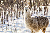 'Single llama in snow covered treed area;Alberta canada'