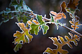 'Frosty leaves on a tree branch;London England'