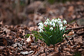 'Snowdrops (Galanthus) blooming on the ground covered with fallen leaves;Northumberland England'