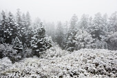 Snow covered trees and bushes with fog