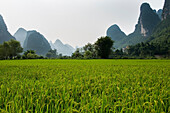 A field with a green crop and tall rock formations in a haze in the background