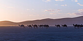 Camels walking in a row across a desert landscape at sunrise
