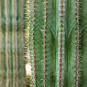 Close up of needles on a cactus