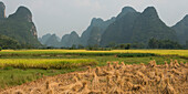Landscape of peaked mountains and bundles of a crop in a field