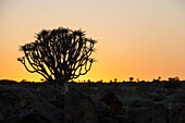 'Silhouette of quiver trees at sunset;Namibia'