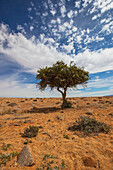 'Acacia tree in the desert;Klein-aus vista namibia'