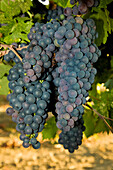 Agriculture - Closeup of clusters of maturing Zinfandel wine grapes on the vine / near Lodi, California, USA.