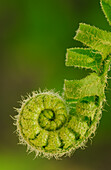 'Close up of a fern opening a new leaf in springtime;Ohio united states of america'