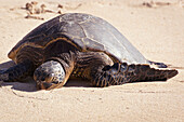 'A Turtle On Laniakea Beach (Turtle Beach) On The North Shore; Oahu, Hawaii, United States Of America'