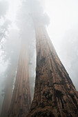 'Sequoia National Park; California, United States Of America'