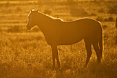 'Horse On Open Range With Sunset Backlighting; Arizona, United States Of America'
