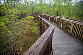 'Wooden Boardwalk In Big Cypress National Preserve; Florida, United States Of America'