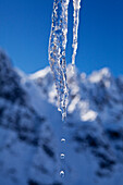 'Water Dripping From Melting Icicle In Late Winter With Roostercomb In Background, Denali National Park And Preserve; Alaska, United States Of America'
