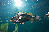 'A Fish Swimming In A Marine Aquarium; Newport, Oregon, United States Of America'