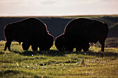 'Bison grazing, Grasslands National Park; Saskatchewan, Canada'