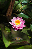 'A water lily blooms in springtime; Astoria, Oregon, United States of America'