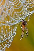 'A spider tries to dry off; Astoria, Oregon, United States of America'