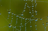 'A spider's web catches dew; Astoria, Oregon, United States of America'