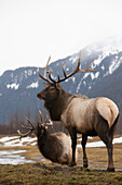 Two elk (Cervus canadensis) standing in a valley with snow and the mountains in the background
