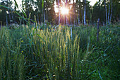 'Wheat in sunset lighting growing in a field; Palmer, Alaska, United States of America'