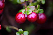 'Ripe cranberries, Denali National Park; Alaska, United States of America'