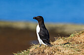 'Razorbill (Alca torda) at Ile aux Perroquets, Mingan Archipelago National Park Reserve of Canada, Cote-Nord, Duplessis region; Quebec, Canada'