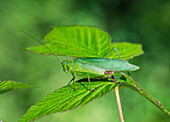 'A green insect camouflaged on a green leaf; Field, Ontario, Canada'