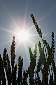 'Silhouette of wheat and a sun flare; Beiseker, Alberta, Canada'