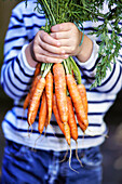 'Young boy holding a bunch of organic carrots; Montreal, Quebec, Canada'