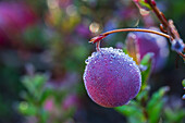 'Dew droplets on a cranberry; Ontario, Canada'