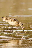 'Marbled Godwit (Limosa fedoa) foraging for food along the water's edge; San Francisco, California, United States of America'