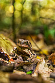 'A frog sits on autumn coloured fallen leaves, Algonquin Provincial Park; Ontario, Canada'