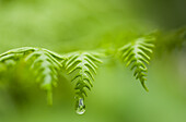 'A waterdrop hangs on the edge of a fern frond; Manzanita, Oregon, United States of America'