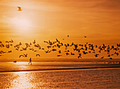 'A flock of birds fly over the beach and ocean as the sun sets at Siltcoos Beach; Florence, Oregon, United States of America'