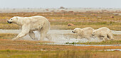 'Mother polar bear (ursus maritimus) and two cubs running through the water along Hudson Bay; Manitoba, Canada'