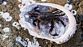 'Crab in abelone shell; Queen Charlotte, British Columbia, Canada'