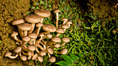 'Tropical mushrooms; Monteverde, Costa Rica'