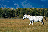'White horse walking through the grass in Grand Tetons National Park; Wyoming, United States of America'