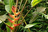 'Heliconia lennartiana; Island of Hawaii, Hawaii, United States of America'