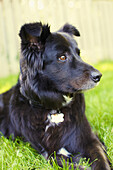 'Portrait of border collie mix dog lying in grass; Toronto, Ontario, Canada'