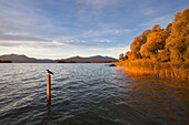 Shore with reed and trees in autumn colours, near Gstadt, Chiemsee, Chiemgau region, Bavaria, Germany