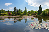 Rote Seerosen auf dem Middle Lake, Sheffield Park Garden, East Sussex, Großbritannien