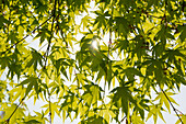 Maple tree, Villa Carlotta gardens, Tremezzo, Lake Como, Lago di Como, Province of Como, Lombardy, Italy