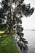 Pinus devoniana, Park der Villa Melzi, Bellagio, Comer See, Lago di Como, Provinz Como, Lombardei, Italien